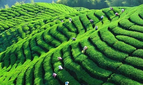 中國(guó)茶業(yè)百?gòu)?qiáng)企業(yè)盤點(diǎn) 浙江華茗園位列探花，四川文君茶業(yè)展露鋒芒